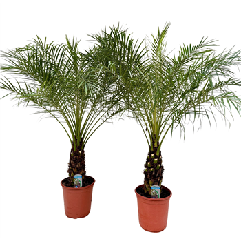 Palma Phoenix roebelenii F00005439