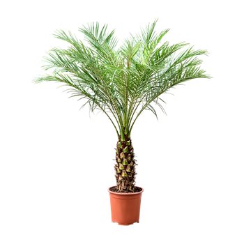 Palma Phoenix roebelenii F00005441