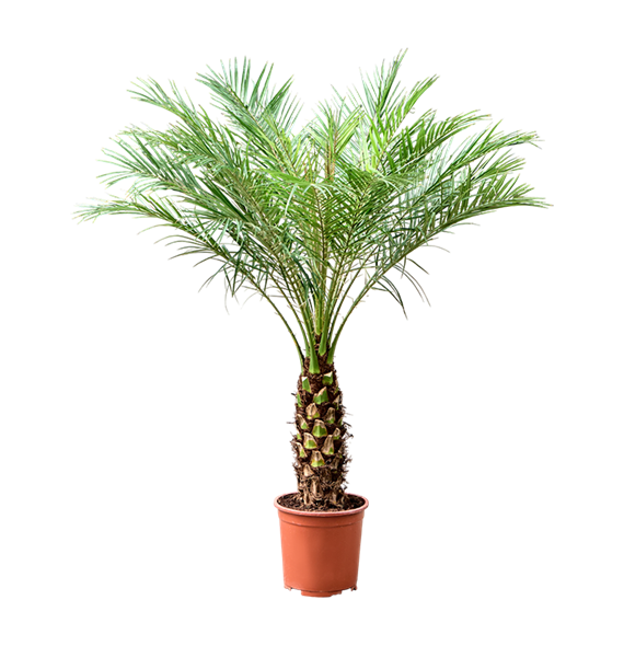 Palma Phoenix roebelenii F00005441
