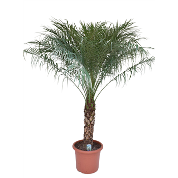 Palma Phoenix roebelenii F00005442
