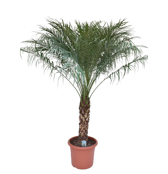 Palma Phoenix roebelenii F00005442