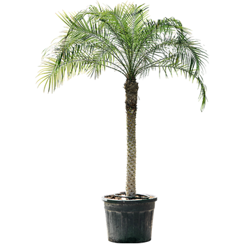 Palma Phoenix roebelenii 4PHROR120