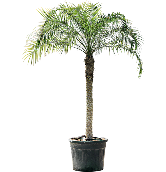 Palma Phoenix roebelenii 4PHROR120