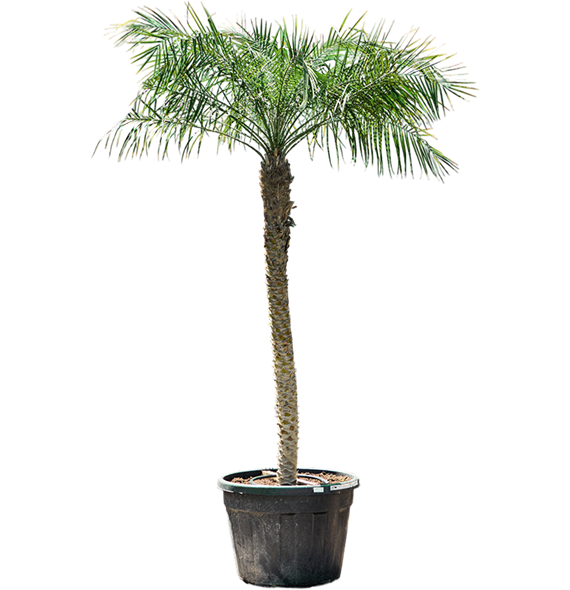 Palma Phoenix roebelenii 4PHROR160