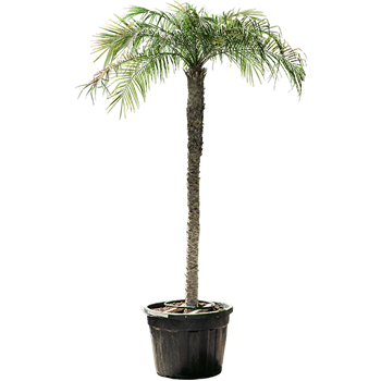 Palma Phoenix roebelenii 4PHROR180