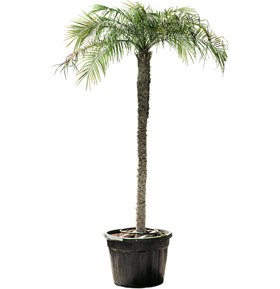 Palma Phoenix roebelenii 4PHROR180