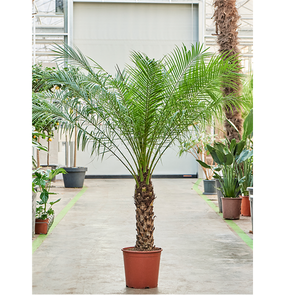 Palma Phoenix roebelenii (150-170) 4PHRORS81