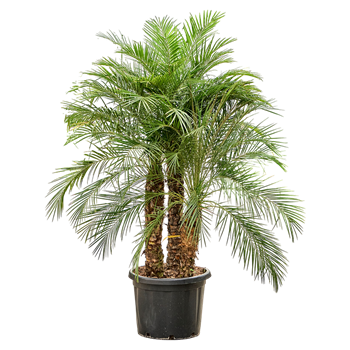 Palma Phoenix roebelenii (180-220) 4PHRO3S50