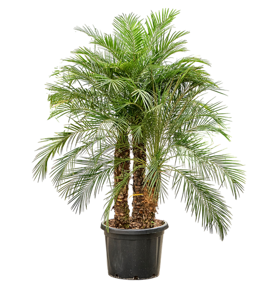 Palma Phoenix roebelenii (180-220) 4PHRO3S50