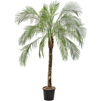 Palma Phoenix roebelenii (260-280) 4PHROR165