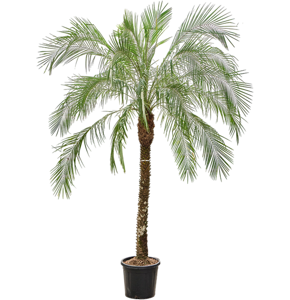 Palma Phoenix roebelenii (260-280) 4PHROR165