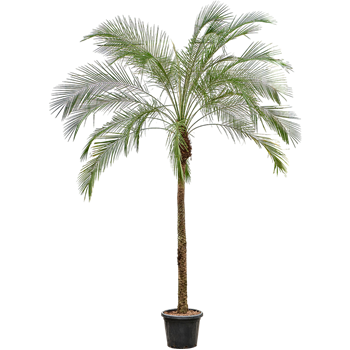 Palma Phoenix roebelenii (270-300) 4PHROR170