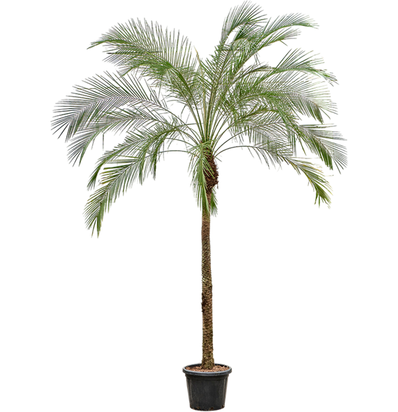Palma Phoenix roebelenii (270-300) 4PHROR170