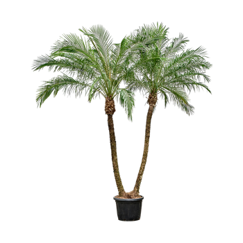 Palma Phoenix roebelenii (320-360) 4PHROR190