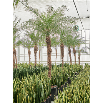 Palma Phoenix roebelenii (470-500) 4PHROR300