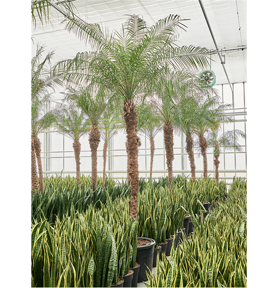 Palma Phoenix roebelenii (470-500) 4PHROR300