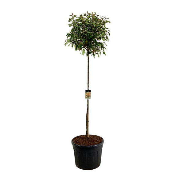 Fotinija x fraseri 'Red Robin' F00007115
