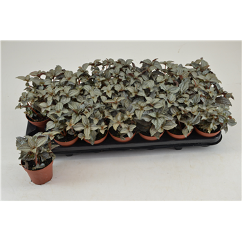 Pilea Ellen F00000777