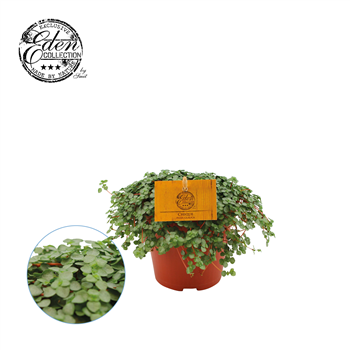 Pilea Glauca F00000474