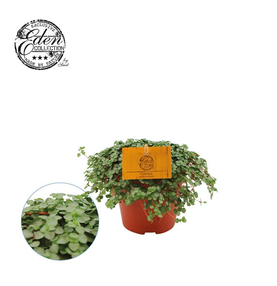 Pilea Glauca F00000474