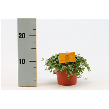 Pilea Glauca F00000919