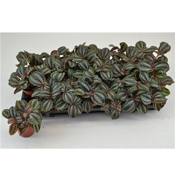 Pilea Norfolk F00000796