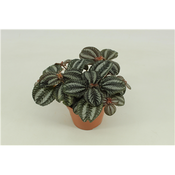 Pilea Norfolk F00000422