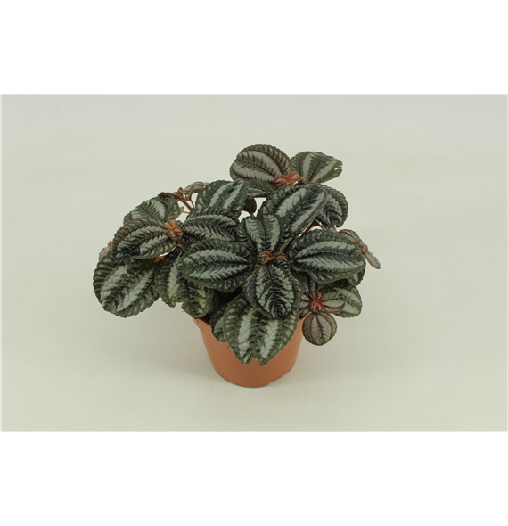 Pilea Norfolk F00000422