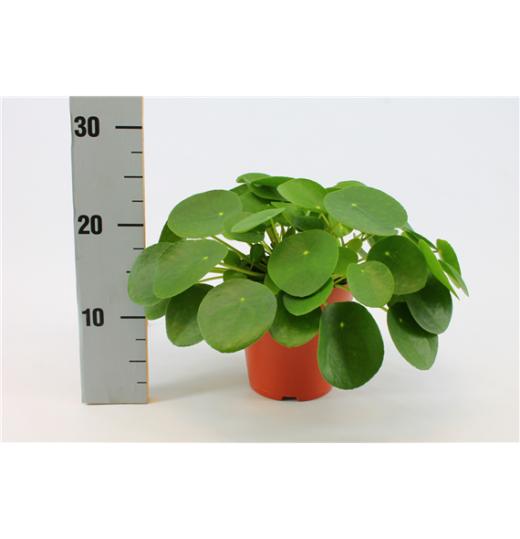 Pilea Peperomioides F00000372