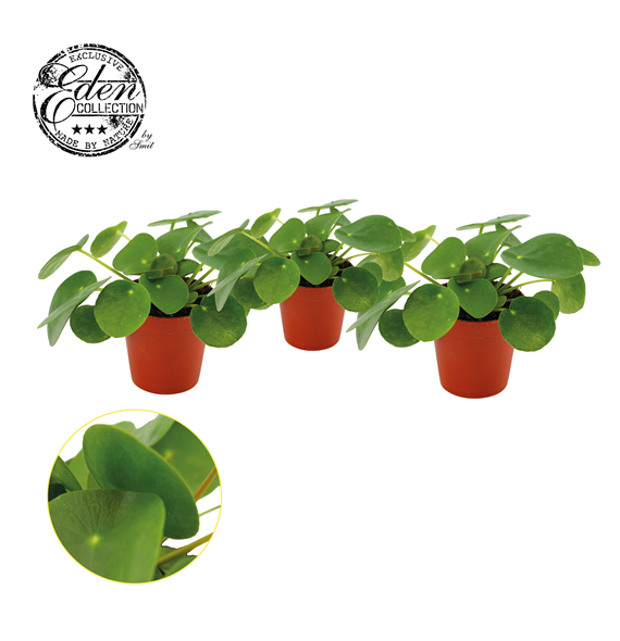 Pilea peperomioides F00001259