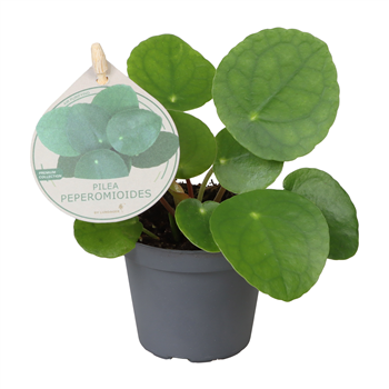 Pilea peperomioides F00004409