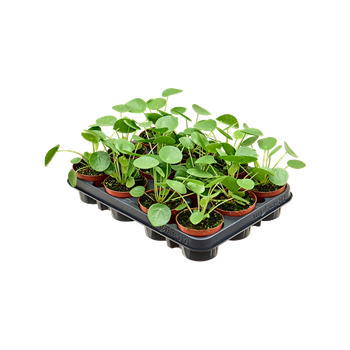 Pilea peperomioides 12/tray 4PIPEBP85