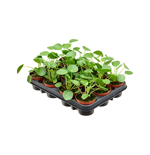 Pilea peperomioides 12/tray 4PIPEBP85