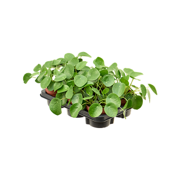 Pilea peperomioides 6/tray 4PIPEBP13