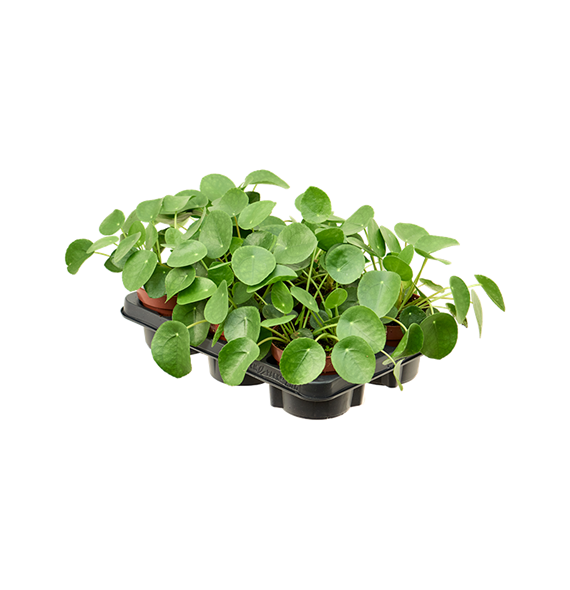 Pilea peperomioides 6/tray 4PIPEBP13