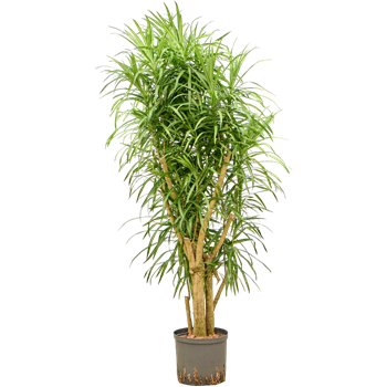 Pleomele (Dracena) 'Anita Variegata' 1PLANVT29