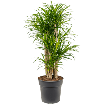 Pleomele (Dracena) 'Anita Variegata' 4PLANVT41