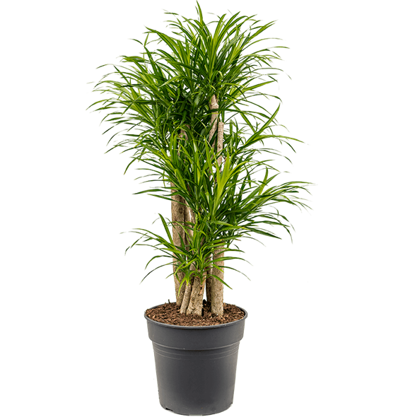 Pleomele (Dracena) 'Anita Variegata' 4PLANVT41