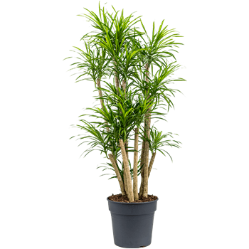 Pleomele (Dracena) 'Anita Variegata' 4PLANVT29