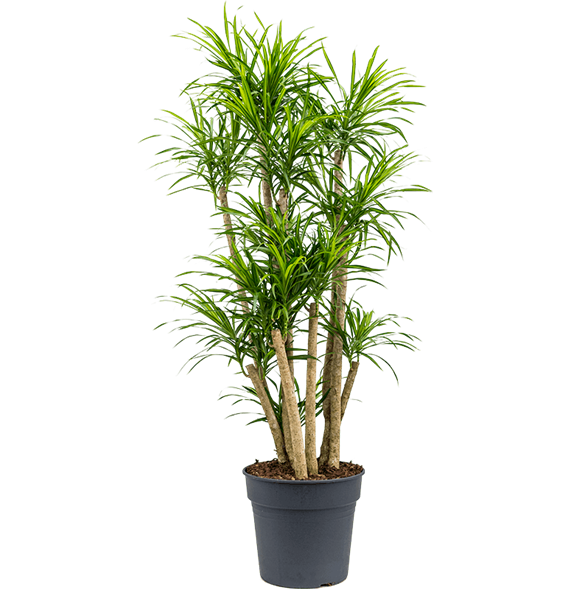 Pleomele (Dracena) 'Anita Variegata' 4PLANVT29