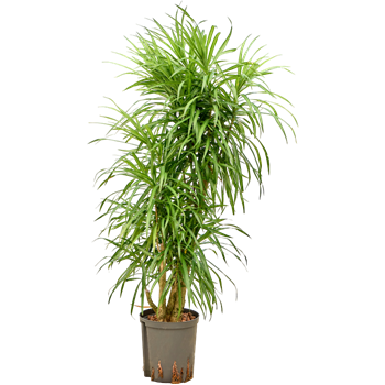 Pleomele (Dracena) 'Anita Variegata' 1PLANVT19