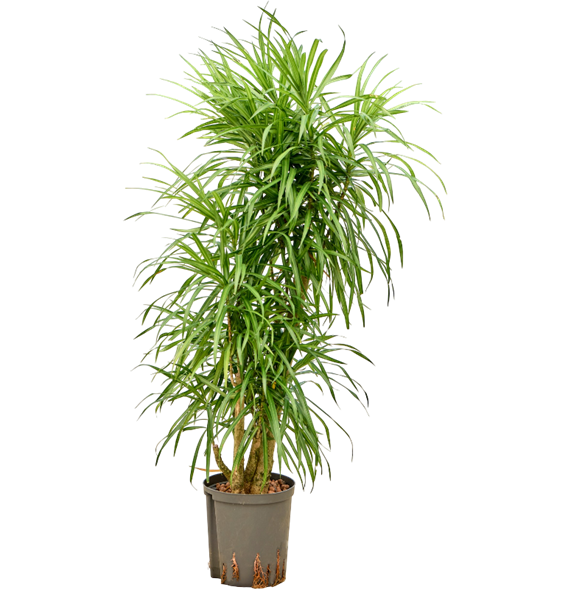 Pleomele (Dracena) 'Anita Variegata' 1PLANVT19
