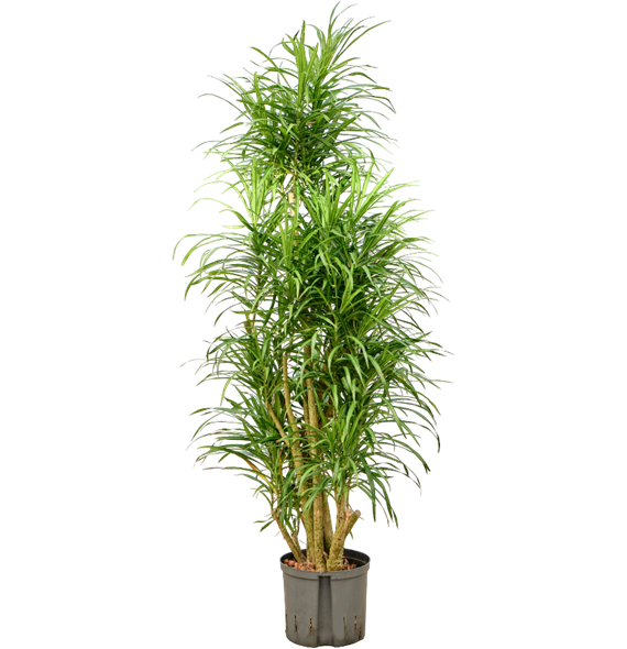 Pleomele (Dracena) 'Anita Variegata' 1PLANVT33