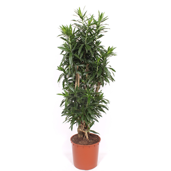 Pleomele (Dracena) reflexa F00003245