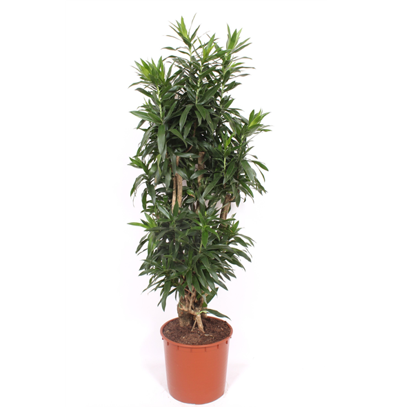 Pleomele (Dracena) reflexa F00003245