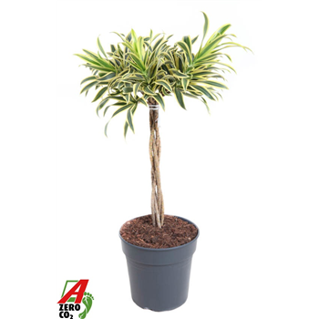 Pleomele (Dracena) reflexa 'Song of India' F00005330