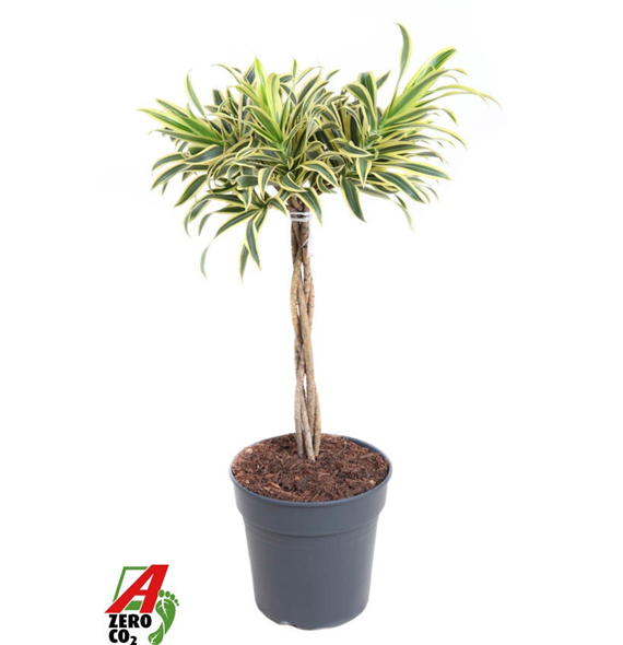 Pleomele (Dracena) reflexa 'Song of India' F00005330