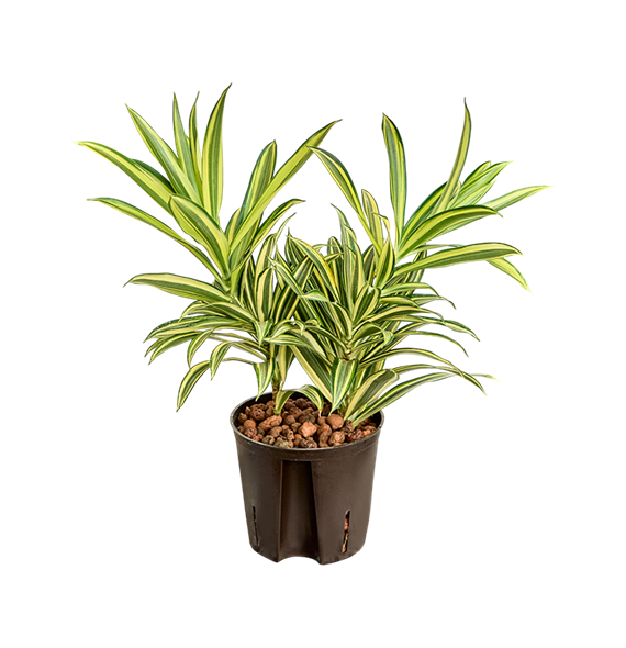 Pleomele (Dracena) reflexa 'Song of India' 2PLSI2T13