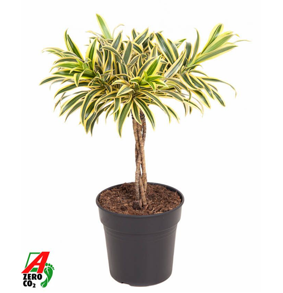 Pleomele (Dracena) reflexa 'Song of India' F00005329