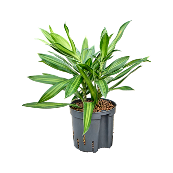Pleomele (Dracena) reflexa 'Song of Jamaica' 2PLSJ2T10